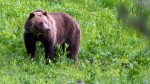 FILE - In this July 6, 2011, file photo, a grizzly bear roams near Beaver Lake in Yellowstone National Park, Wyo. (AP Photo/Jim Urquhart, File)