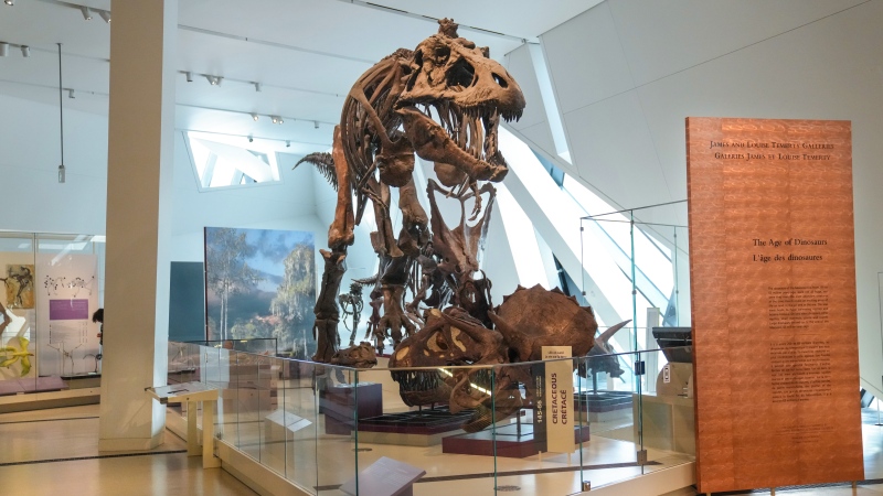 A representation of a Tyrannosaurus stands in the "Age the Dinosaurs" Gallery at the Royal Ontario Museum in Toronto on Tuesday December 12, 2023. (Chris Young)