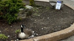 Goose with GHS sign asking public to leave wildlife undisturbed. (GHS)