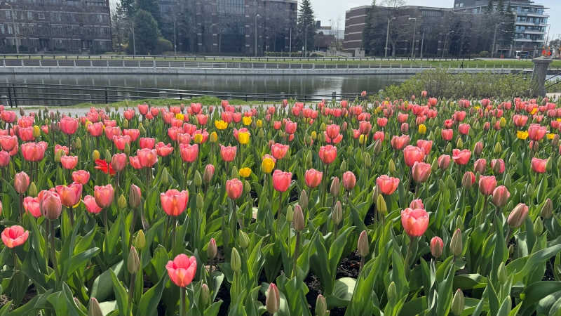 The tulips begin to bloom along the Rideau Canal in Ottawa. (Josh Pringle/CTV News Ottawa) 