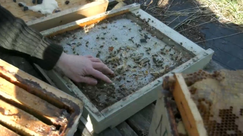 Dead bees test positive for toxic herbicide