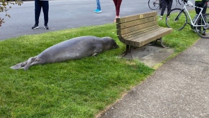 Emerson, an elephant seal, crossed a street in Oak Bay, B.C., on Sunday, April 28, 2024. Police had to close the road so the mammal could get back to the water. 