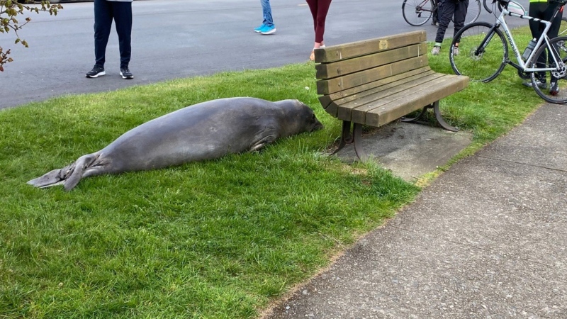 Emerson, an elephant seal, crossed a street in Oak Bay, B.C., on Sunday, April 28, 2024. Police had to close the road so the mammal could get back to the water. 
