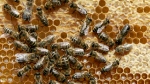In this May 21, 2008 file photo, honey bees sit on a honeycomb. (Heribert Proepper/AP Photo)