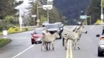 Zebras hold up traffic on Wash. interstate
