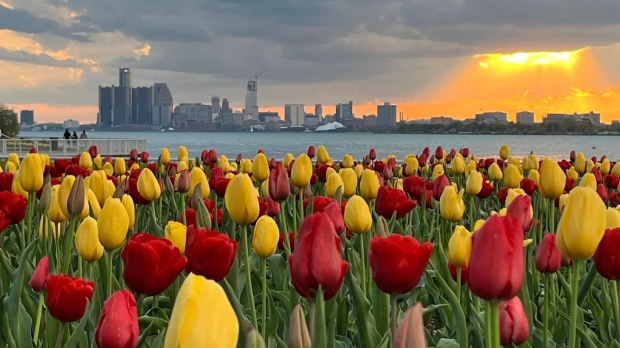 Tulips along the riverfront in Windsor, Ont., on Sunday, April 28, 2024. (Chris Campbell/CTV News Windsor)