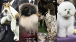 More than 3,000 dogs will be competing for the coveted 'Best in Show' title at the 2024 Westminster Kennel Club Dog Show. Take a look at the prize-winning pooches from the last 20 years.