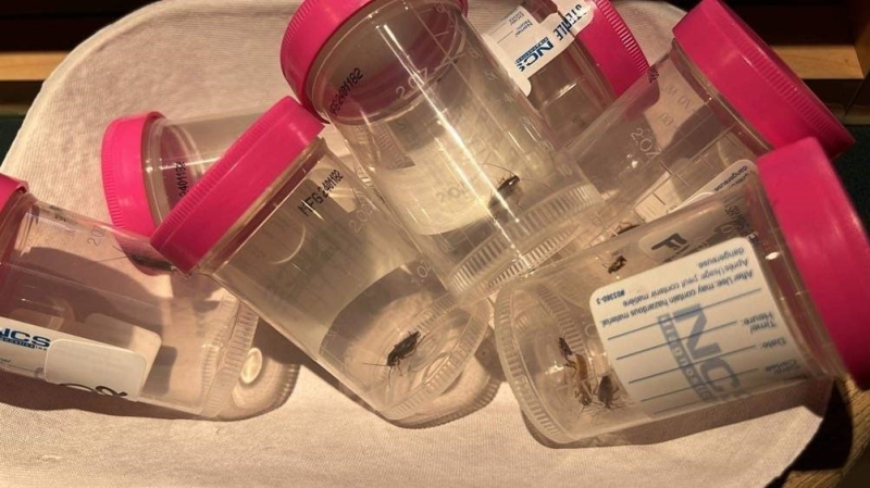 Cockroaches collected at the Saanich Peninsula Hospital on Vancouver Island. 

