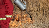 Controlled or prescribed burns are utilized to ensure the health of Saskatchewan's parks and grasslands. (Source: Canadian Prairies Prescribed Fire Exchange/ Angie Li)