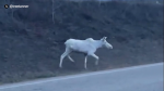 'Spirit moose' spotted in Alberta