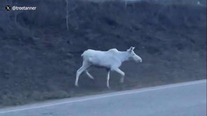 'Spirit moose' spotted in Alberta