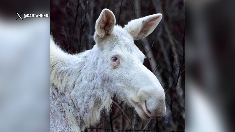 Alberta photographers captured this image of an albino moose. (X/@DARTANNER)
