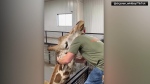Giraffe gets a house call from a chiropractor