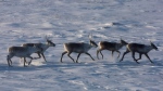 Wild caribou roam the tundra near The Meadowbank Gold Mine located in the Nunavut Territory of Canada on Wednesday, March 25, 2009. (Nathan Denette, The Canadian Press)