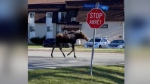 A Fredericton woman is awe-struck after seeing a moose stroll down a city street on Tuesday. (Jennifer Grace)