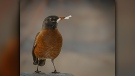 Beautiful robin. Photo by KEN BLIXT.