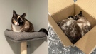 Right: Galena, a 6-year-old shorthair from Utah, loves to hang out in boxes. Left: Galena curls up in a box in an undated photo; it's not the box she was shipped in. (Carrie Clark via CNN Newsource)