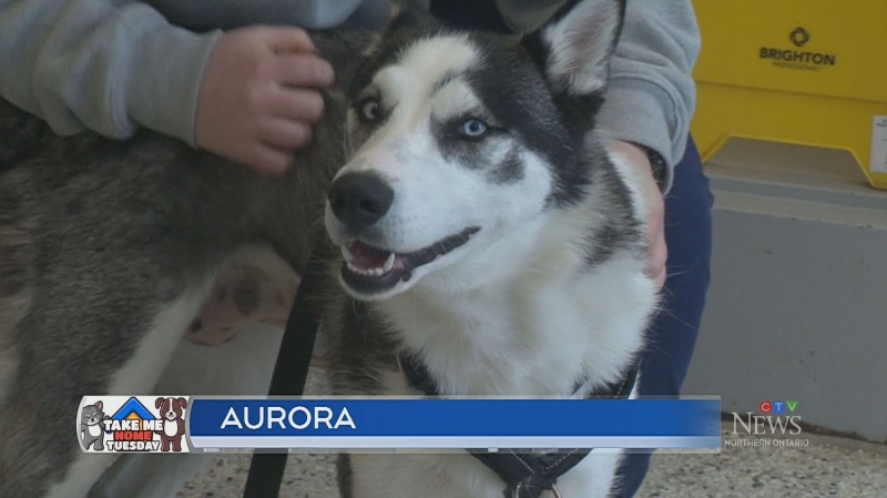 Aurora the Siberian husky at Sudbury SPCA. April 30, 3024 (CTV Northern Ontario)