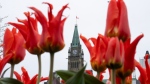 The Peace tower is seen amongst flowers blooming in Confederation park near Parliament Hill, in Ottawa, Wednesday, May 1, 2024. (Adrian Wyld/THE CANADIAN PRESS)