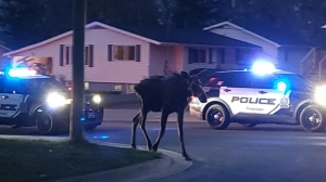 A moose wanders in Fredericton. (Supplied)