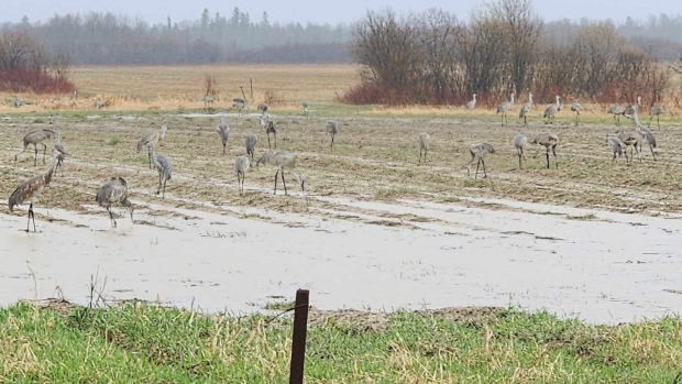 Group of sandhill cranes in a muddy field in Val Caron area of Greater Sudbury. April 30, 2024 (Janice Skinner)