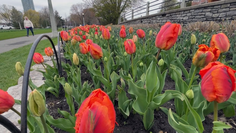 Tulips are blooming in Ottawa May 1. Environment and Climate Change Canada reported higher than average amounts of precipitation in Ottawa during the month of April. (Peter Szperling/CTV News Ottawa)