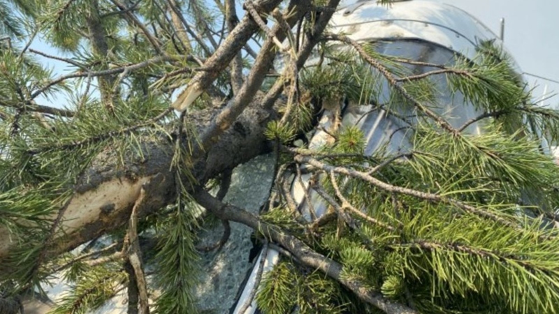 The Transportation Safety Board's report included this photo of a tree protruding through the front windscreen and into the cockpit of the occurrence aircraft after its collision (Source: Conair Group Inc.)