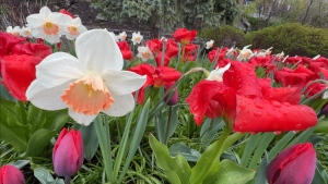 April showers really brought the May flowers. Tulips are blooming early across Ottawa. (Tyler Fleming/CTV News Ottawa)