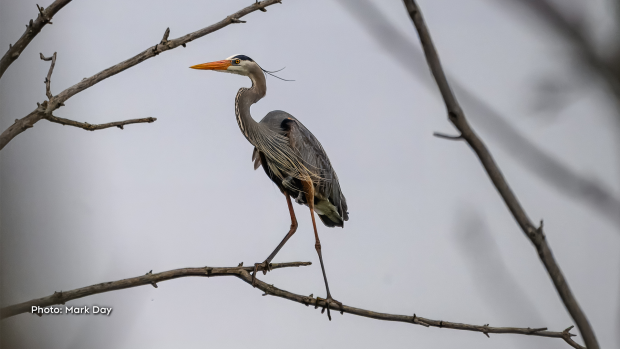 Hidden in the middle of a swamp that resembles a scene from Jurassic Park this Great Blue Heron is perched high in a branch along with dozens of other heron nests at a rookery near Cornwall, ON. (Mark Day/CTV Viewer)