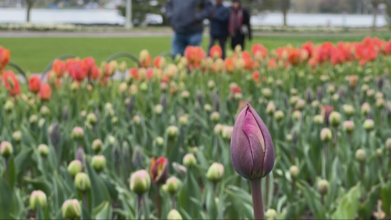 Tulips blooming early in Ottawa