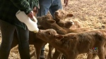 Sask. farm welcomes rare quadruplet calves