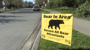 An educational sign posted on Bear Mountain in Langford, B.C., by Wild Wise after a family of bears moved into the area in October. 