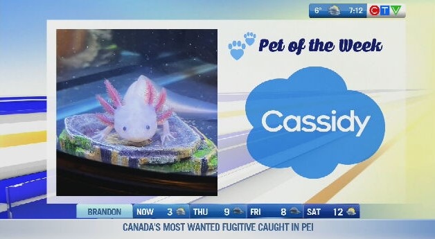 Pet of the week: Cassidy the salamander 