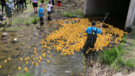The Stayner Kinsmen launch their annual duck race at Centennial Park in Stayner Ont. (Stayner Kinsmen)