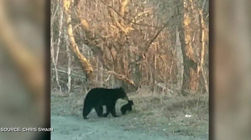 A video from the Minnow Lake area of Greater Sudbury appears to show a mama black bear trying to prevent her cub from running into traffic. April 21, 2024 (Source: Chris Swain)