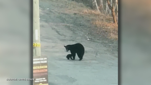 Mama bear guides cub cross street in Sudbury by walking backwards. April 21, 2024 (Chris Swain)