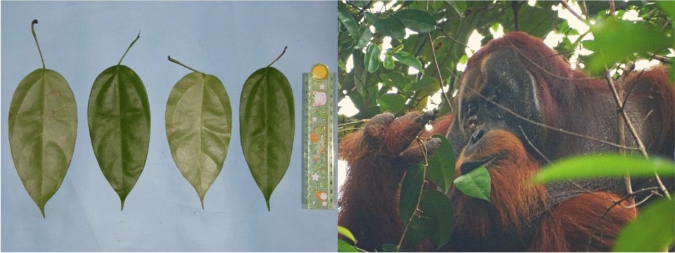 Fibraurea tinctoria leaves