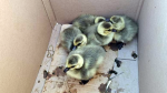 A 'gang of rogue goslings' apparently caused a 'traffic jam' on a Highway 401 on-ramp near Augusta, Ont. (OPP/X)