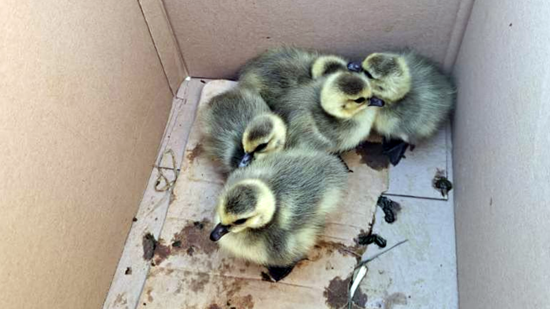 A 'gang of rogue goslings' apparently caused a 'traffic jam' on a Highway 401 on-ramp near Augusta, Ont. (OPP/X)