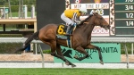 In this image provided by Benoit Photo, Goliad (6), with Kazushi Kimura aboard, wins the Grade III $100,000 Thunder Road Stakes horse race on Feb. 3, 2024, in Arcadia, Calif. (Benoit Photo via AP)