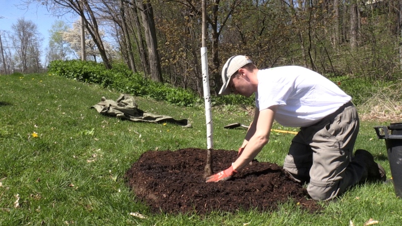 Aaron Boonstra, Tree Operations Coordinator for Reep Green Solutions, plants a tree in Kitchener on May 2, 2024. (Colton Wiens/CTV Kitchener)