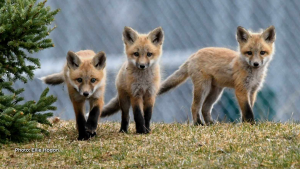 Fox Kits playing on a spring day in Thunder Bay, Ont. (Ellie Hogan/CTV Viewer)