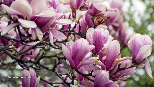 Beautiful Magnolia tree in full bloom in the west end of Ottawa. (Andre Martin/CTV Viewer)