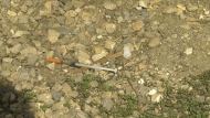Needles discovered by Brittany Cook near harm reduction centres in Regina. (Hallee Mandryk/CTV News)