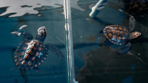 Turtle hatchlings at the Turtle Conservation Centre at the Two Oceans Aquarium in Cape Town, South Africa, April 23, 2024. (AP Photo/Nardus Engelbrecht)