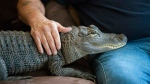 Joie Henney, 65, sits in 2019 with his emotional support alligator, Wally, at his home in York Haven, Pennsylvania. (Heather Khalifa/AP via CNN Newsource)