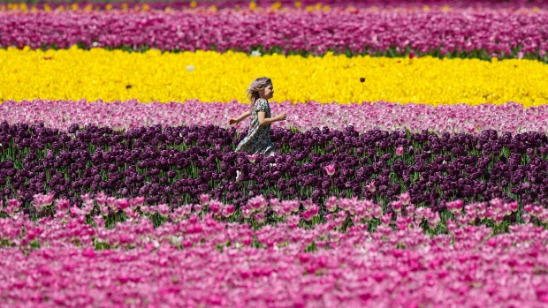 A young girl runs between rows of tulips at the Harrison Tulip Festival, in Agassiz, B.C., on Thursday, May 2, 2024. (THE CANADIAN PRESS/Darryl Dyck)