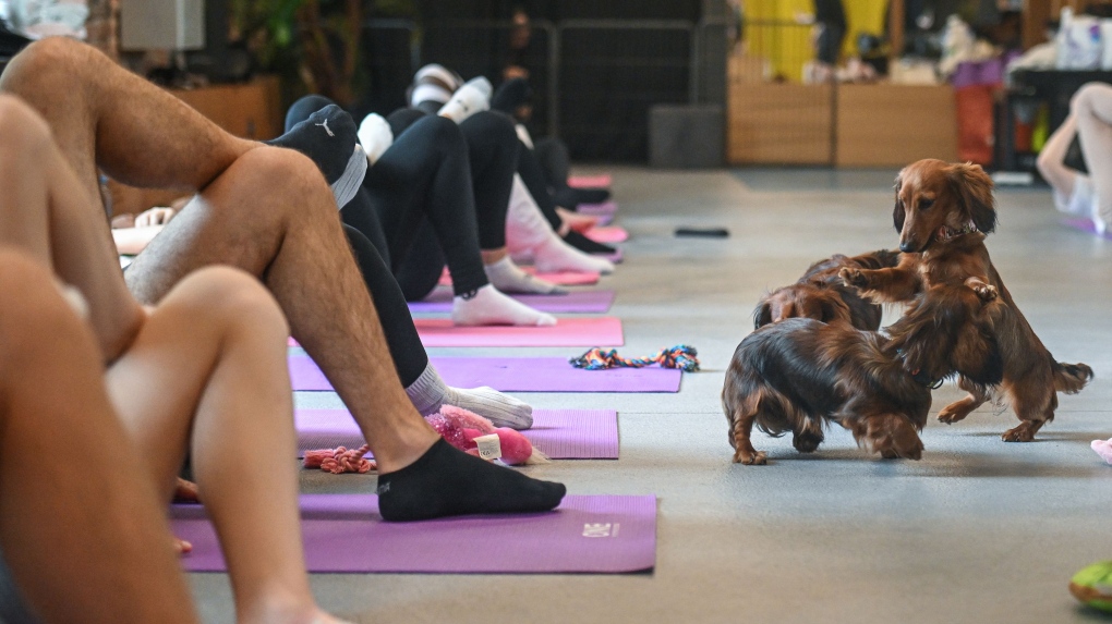 puppy yoga classes