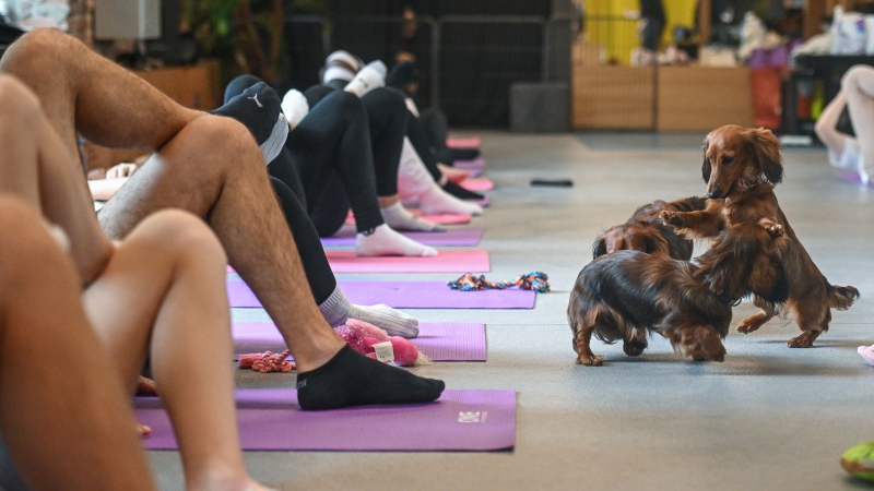 Italy has outlawed puppy yoga classes, which look like this one that took place in Krakow, Poland in June 2023. (Omar Marques/Anadolu Agency/Getty Images via CNN Newsource)
