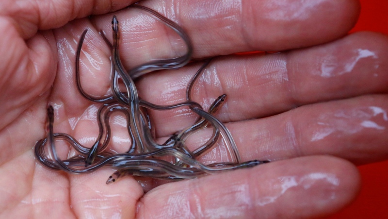 In this May 25, 2017 photo, baby eels, also known as elvers, are held in Brewer, Maine. (Source: THE CANADIAN PRESSAP-Robert F. Bukaty)